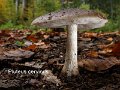 Pluteus cervinus-amf1485